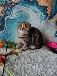 Шотландська висловуха дівчинка мармурове забарвлення