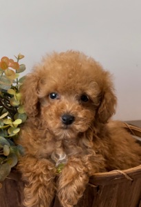 Той Пудель Ред Браун