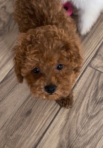 Той Пудель Ред Браун