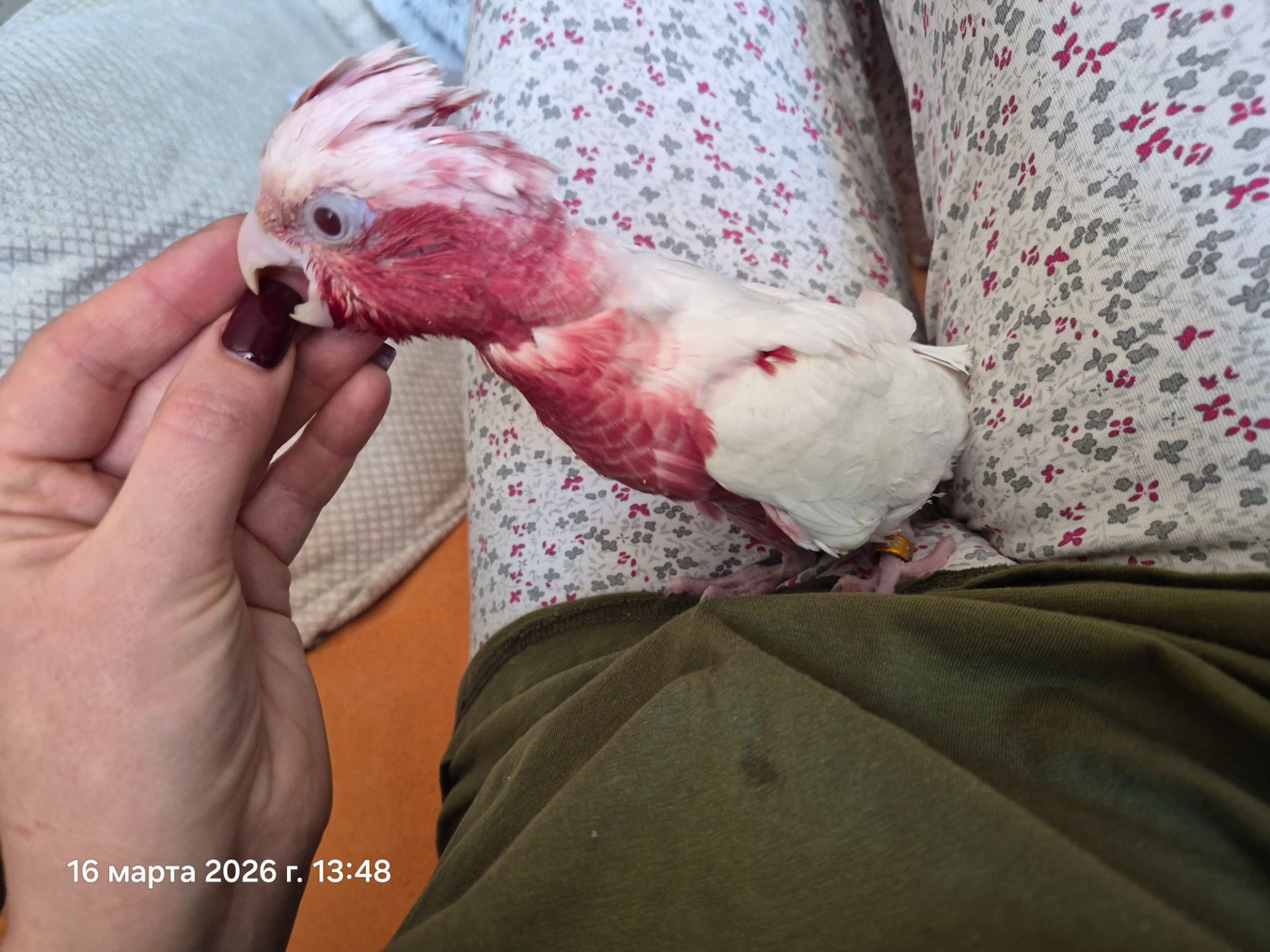 Гала Розовый какаду лютино