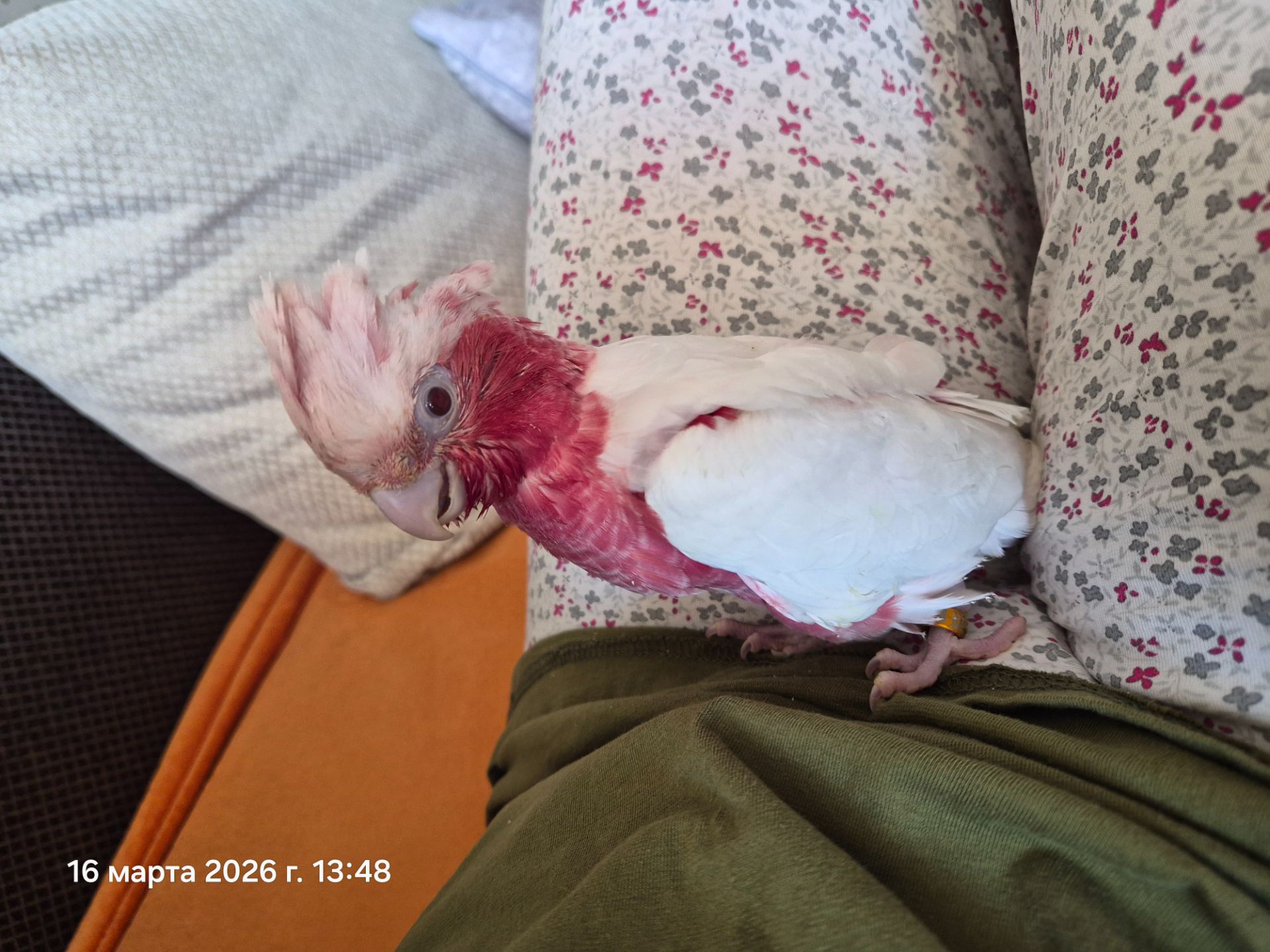 Гала Розовый какаду лютино