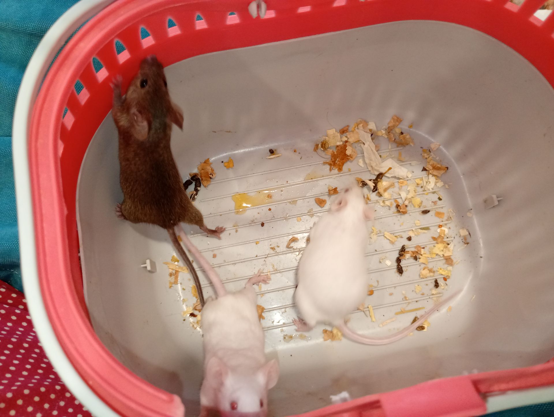 Декоративні мишки