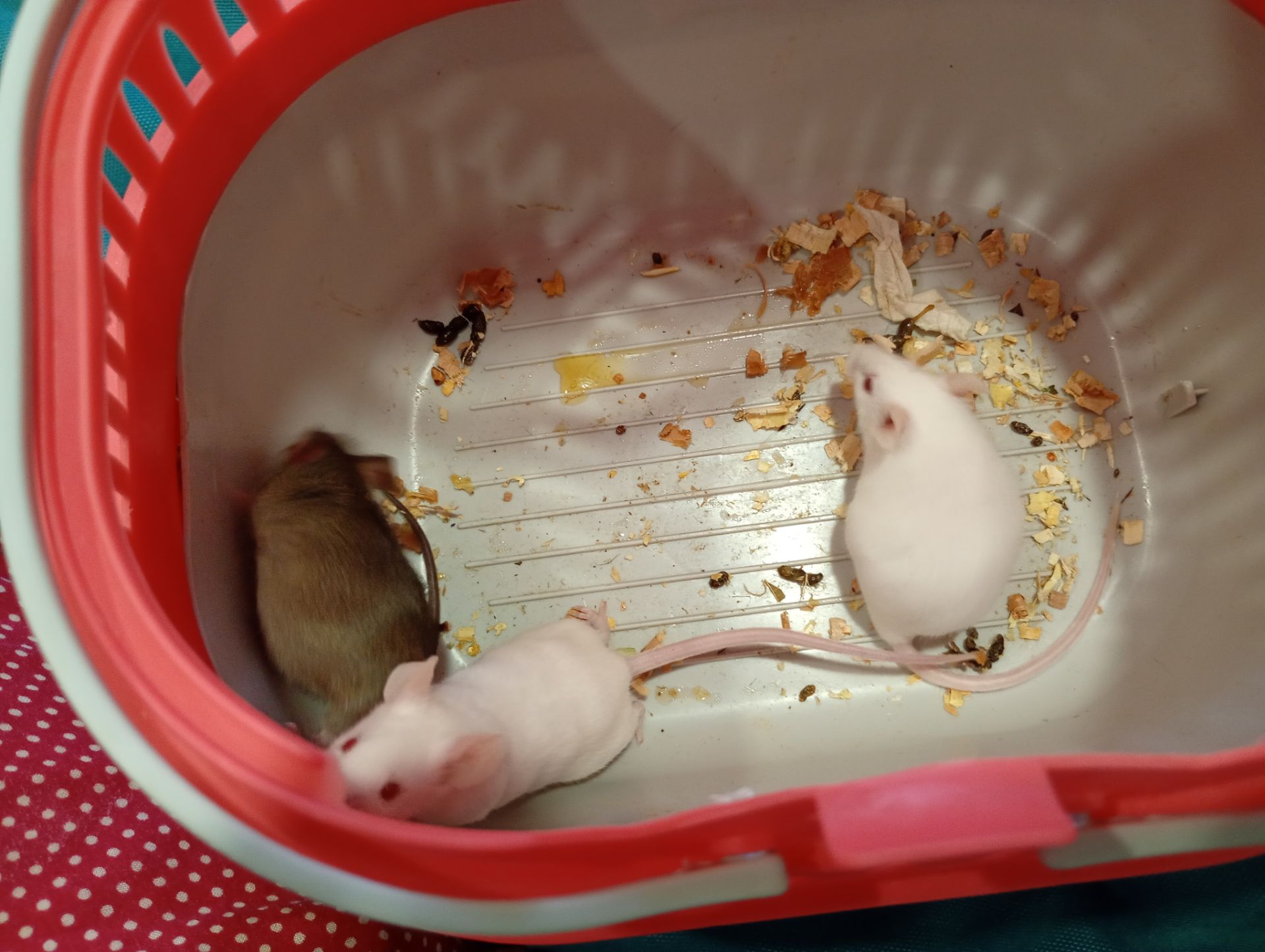 Декоративні мишки