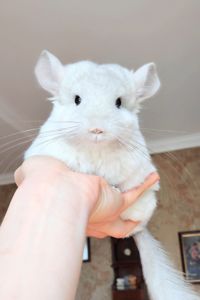 Дівчинка біло-рожева 💕