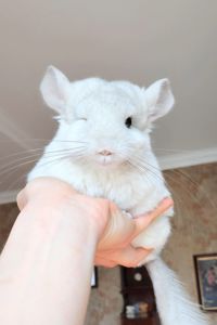 Дівчинка біло-рожева 💕