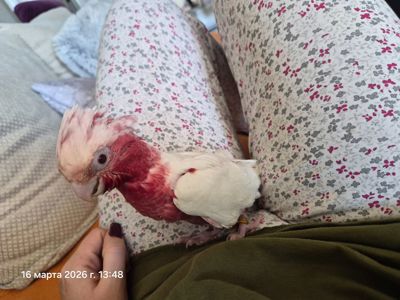 Гала Розовый какаду лютино