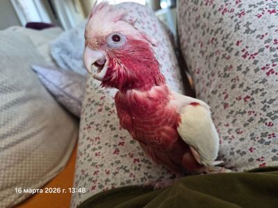 Гала Розовый какаду лютино