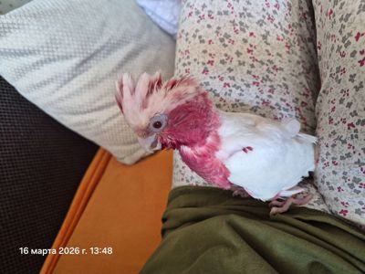 Гала Розовый какаду лютино