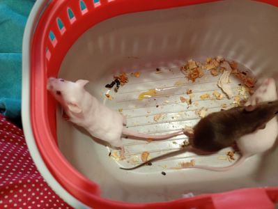 Декоративні мишки