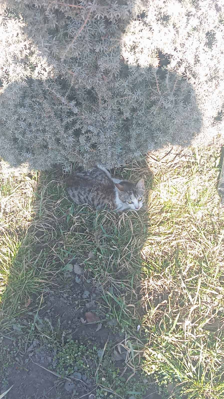 Кошеня на вид 3 4 місяця