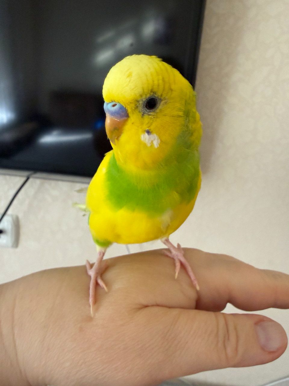 Волнистый попугай самец 4 мес