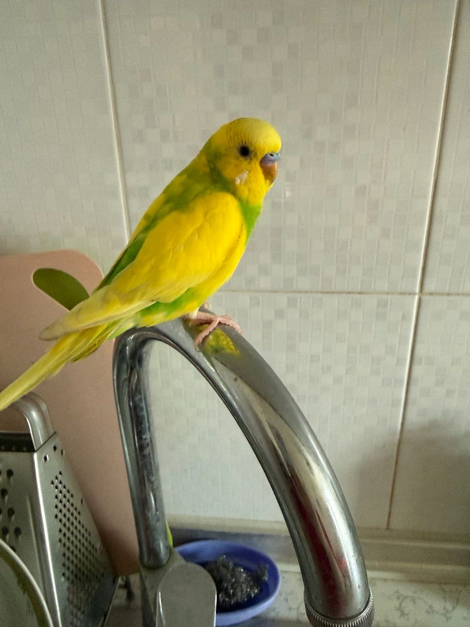 Волнистый попугай самец 4 мес