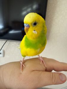 Волнистый попугай самец 4 мес