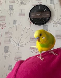 Волнистый попугай самец 4 мес