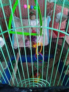 нерозлучник