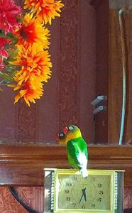 нерозлучник