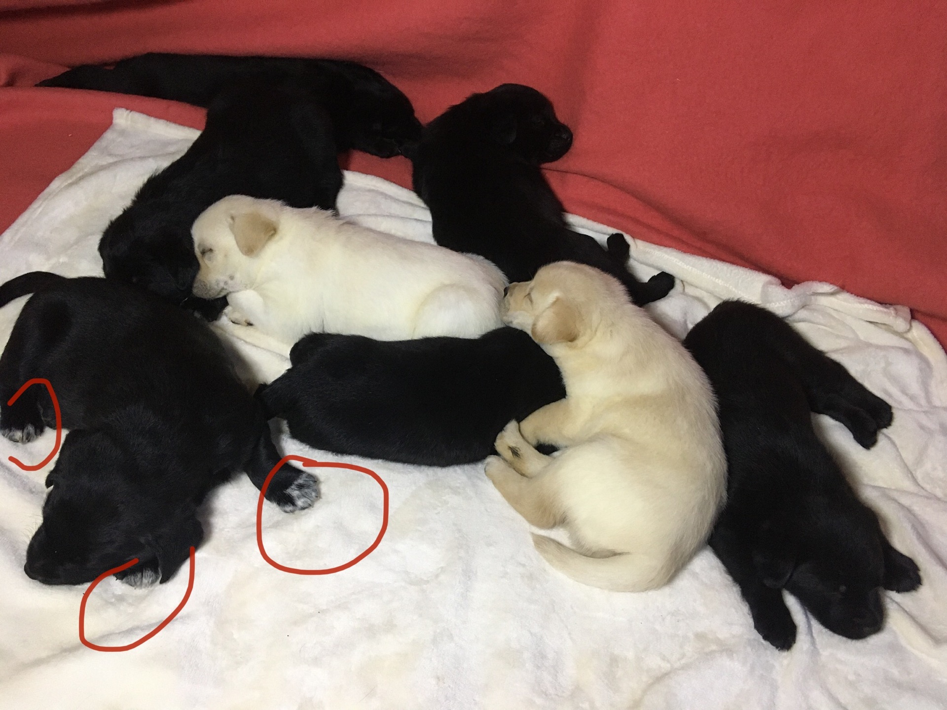 Лабрадор-лайка(50/50)