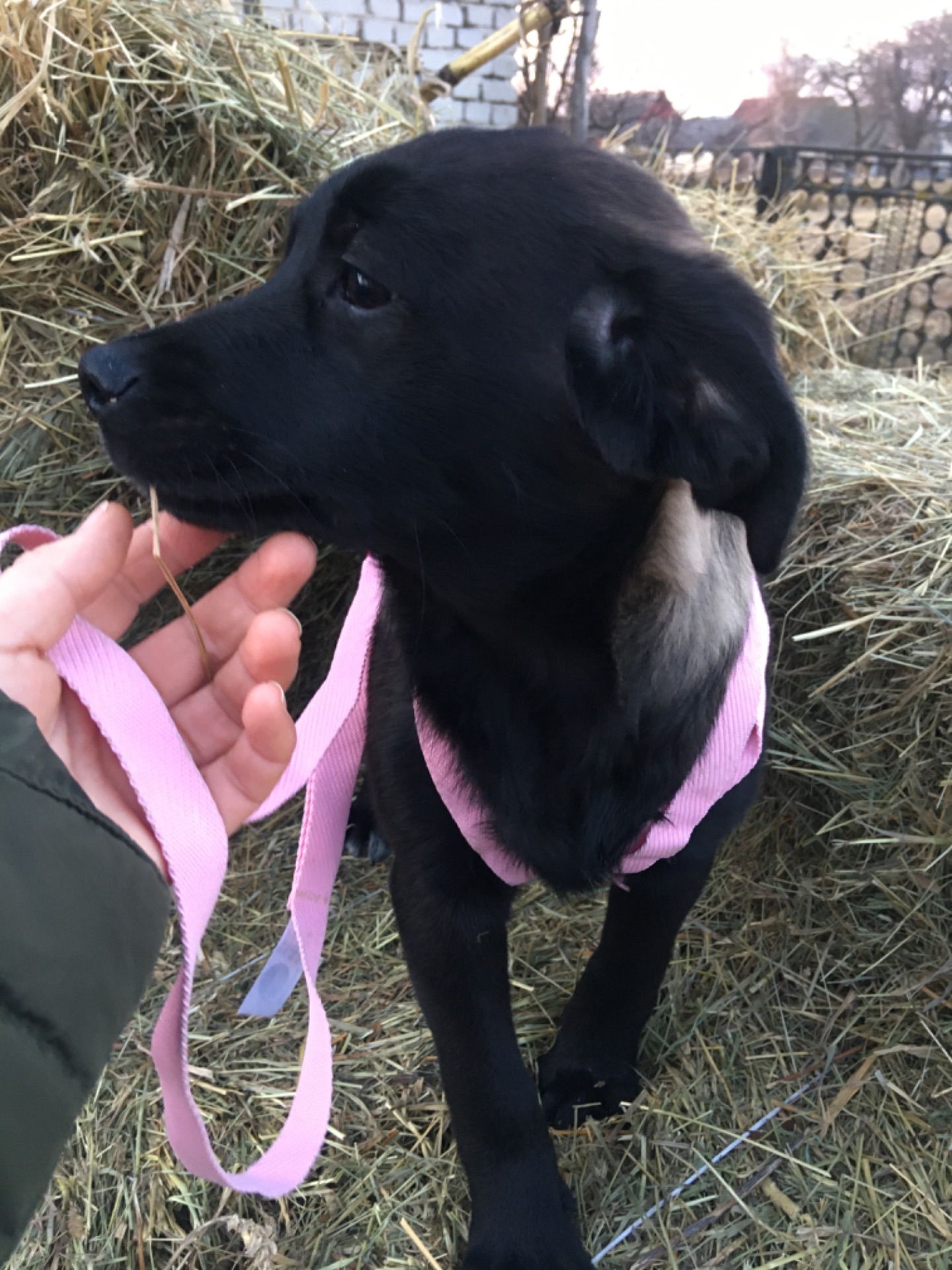 Лабрадор-лайка(50/50)