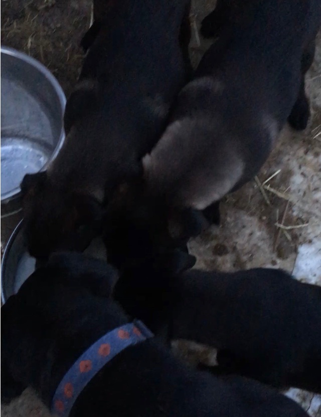 Лабрадор-лайка(50/50)