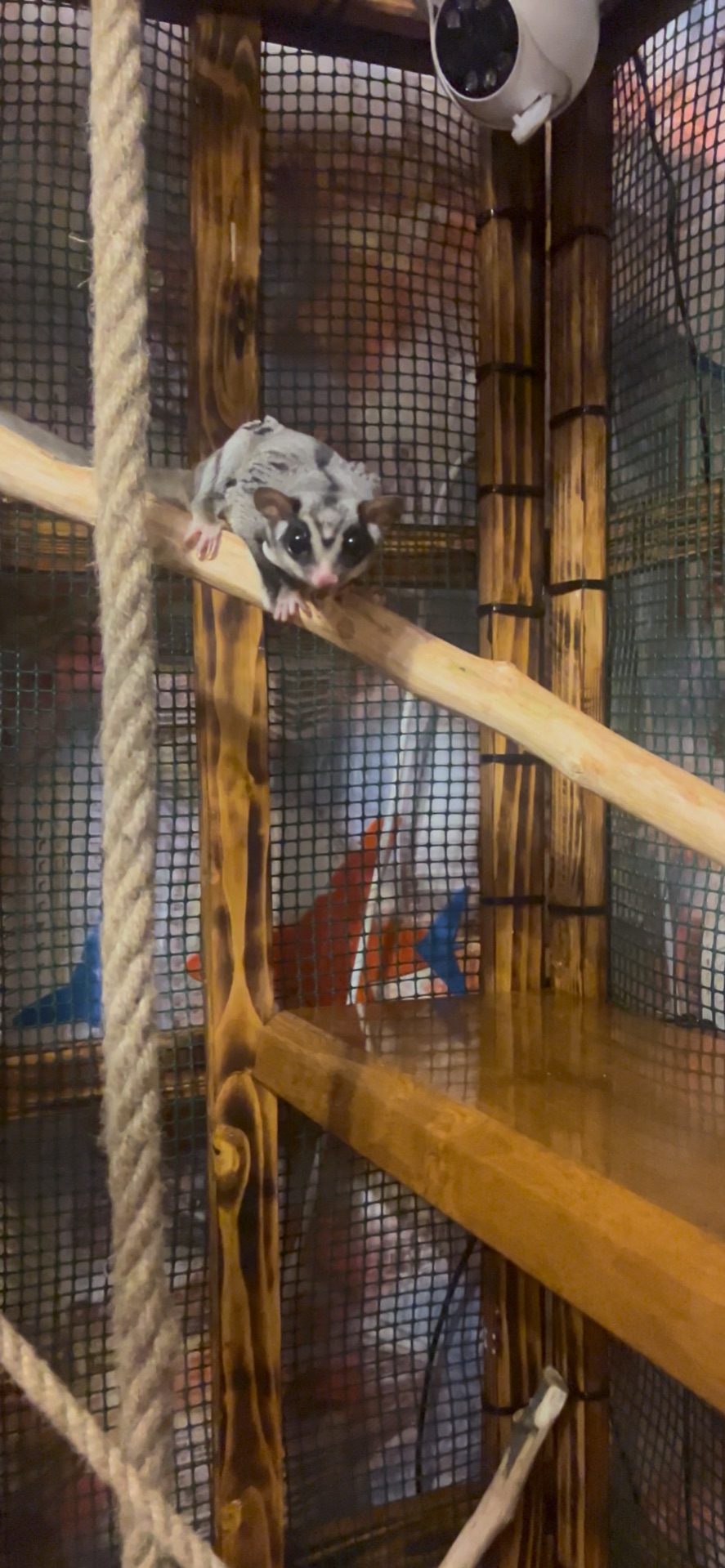 Цукровий посум - Білочка летяга