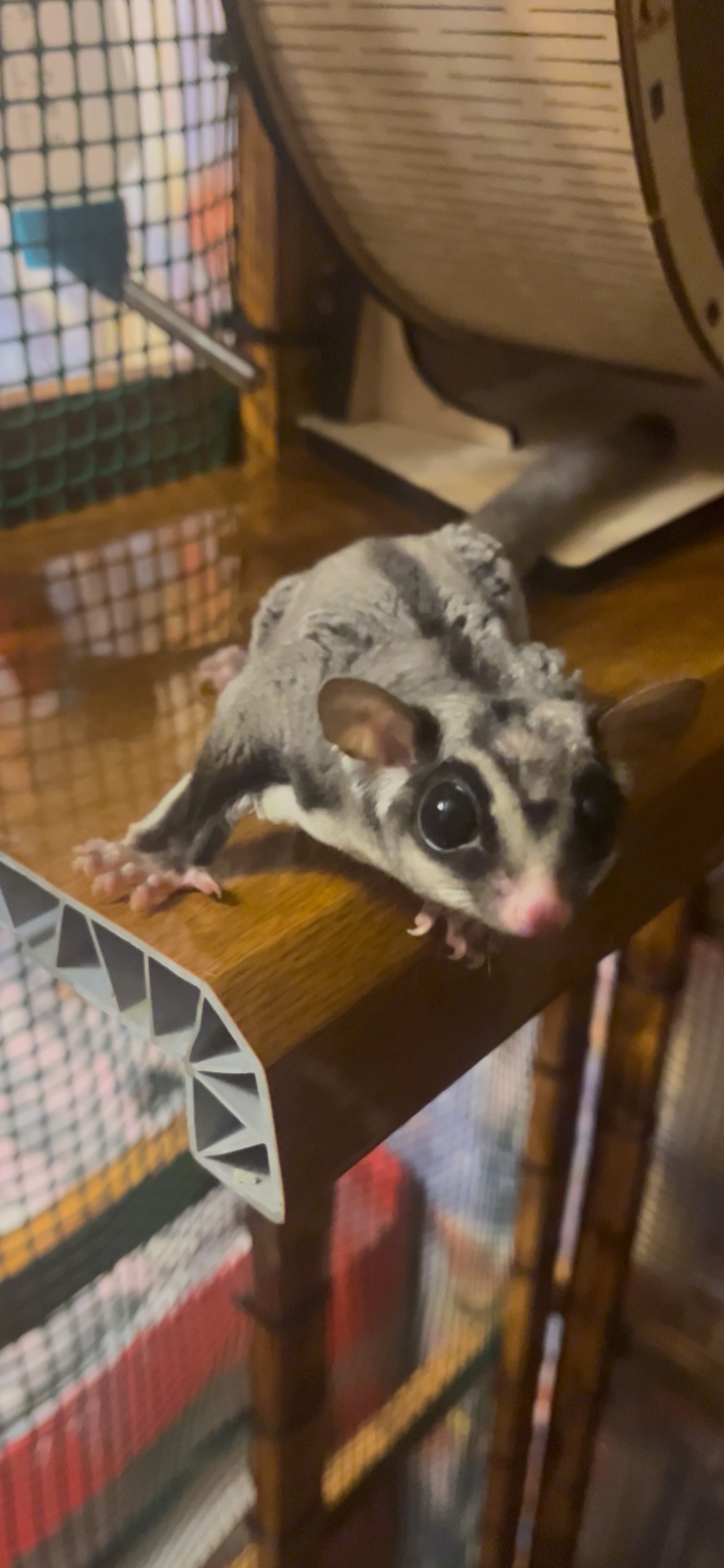 Цукровий посум - Білочка летяга