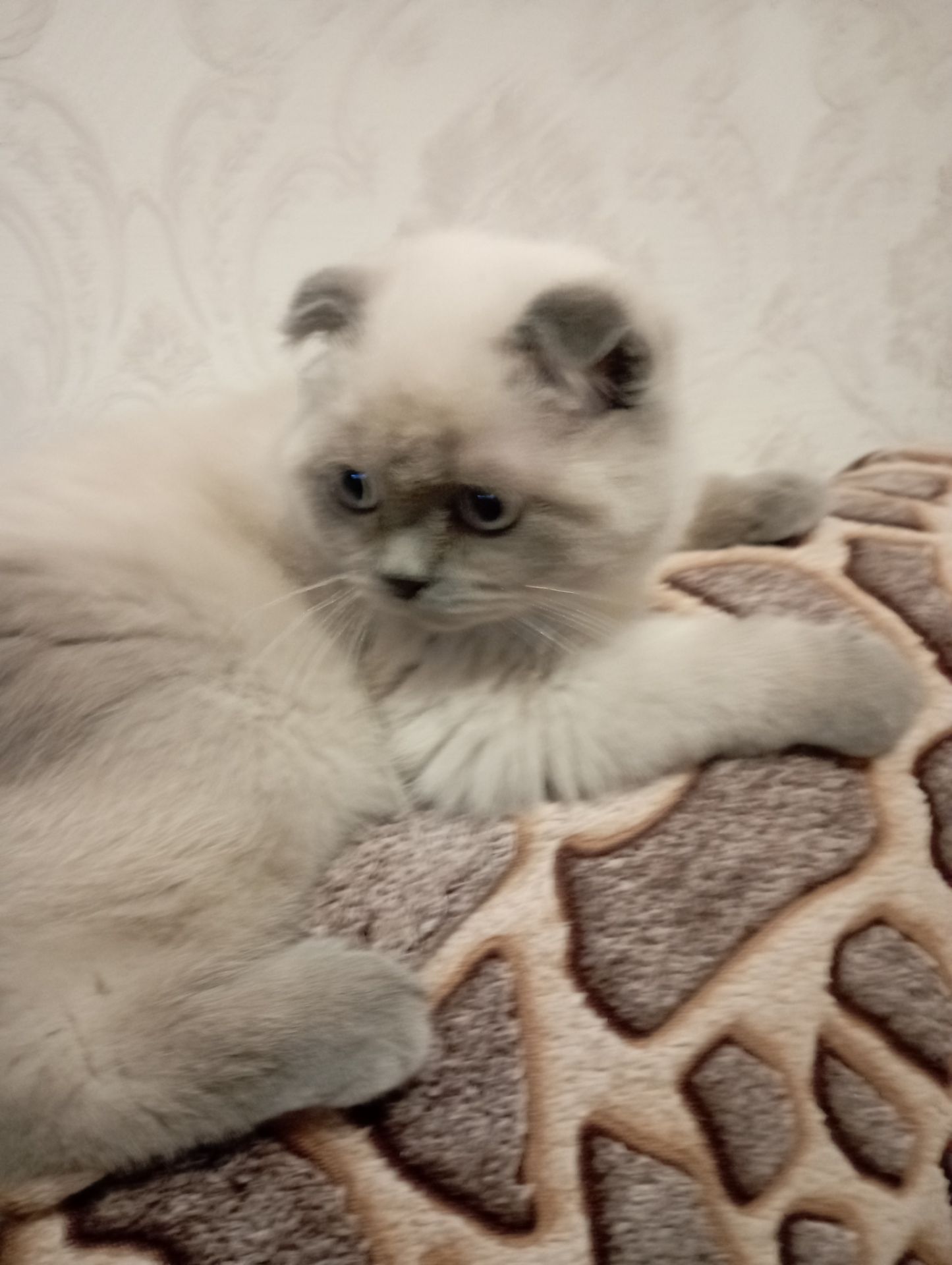 Неперевершені Красені Віслоушки Хлопак