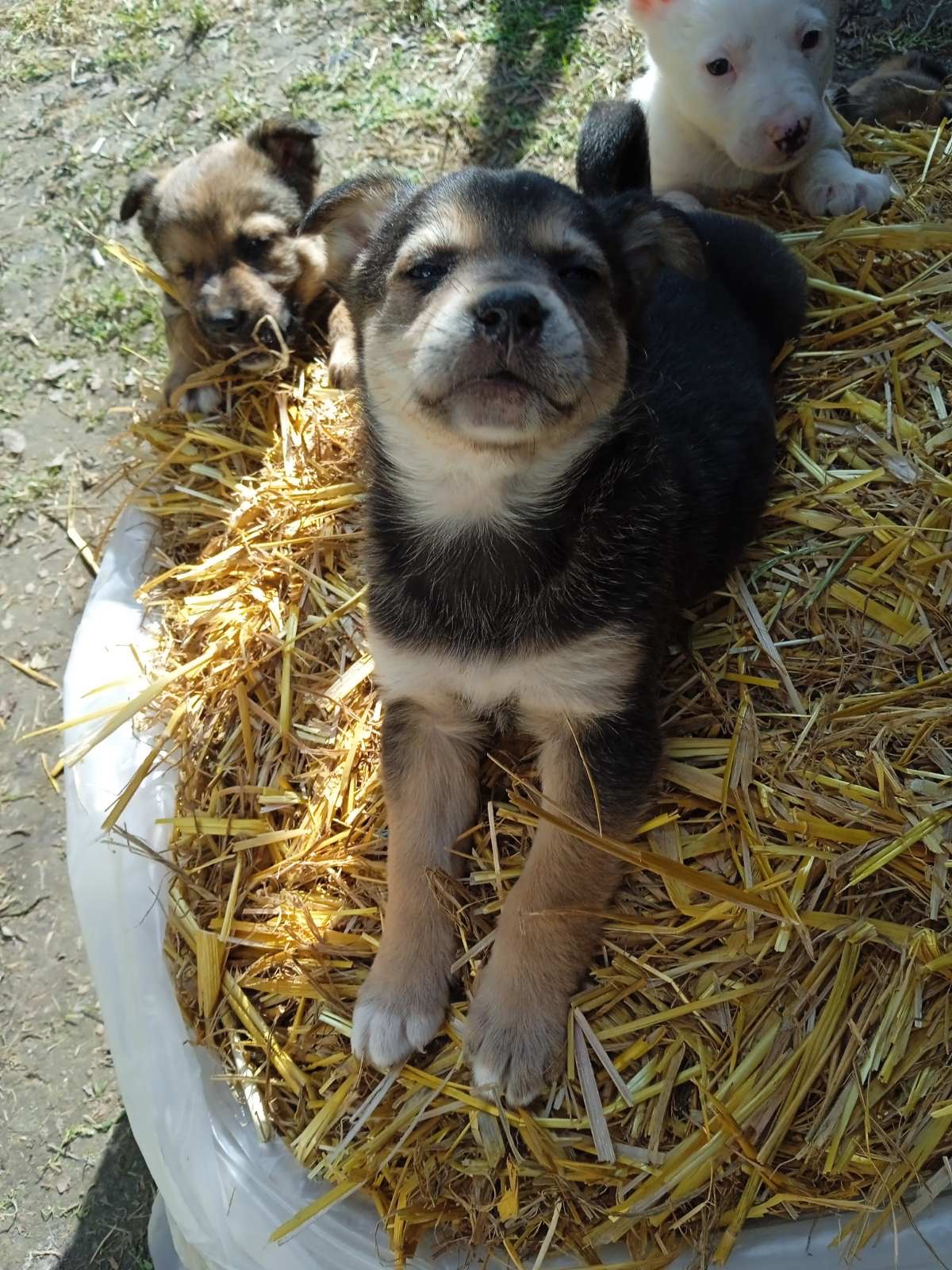 Цуценя хлопчик 2 місяці