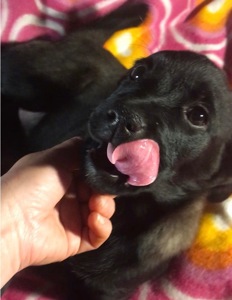 Лабрадор-лайка(50/50)