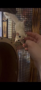 Цукровий посум- Білочка летяга