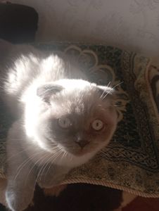 Неперевершені Красені Віслоушки Хлопак