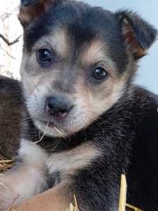 Цуценя хлопчик 2 місяці