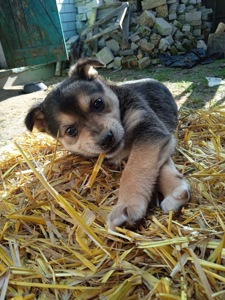 Цуценя хлопчик 2 місяці