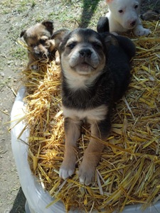 Цуценя хлопчик 2 місяці