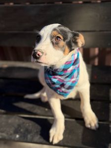 цуценя Брендон, виросте великим