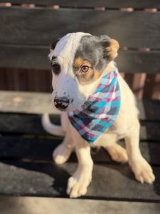 цуценя Брендон, виросте великим