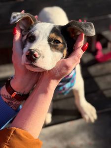 цуценя Брендон, виросте великим