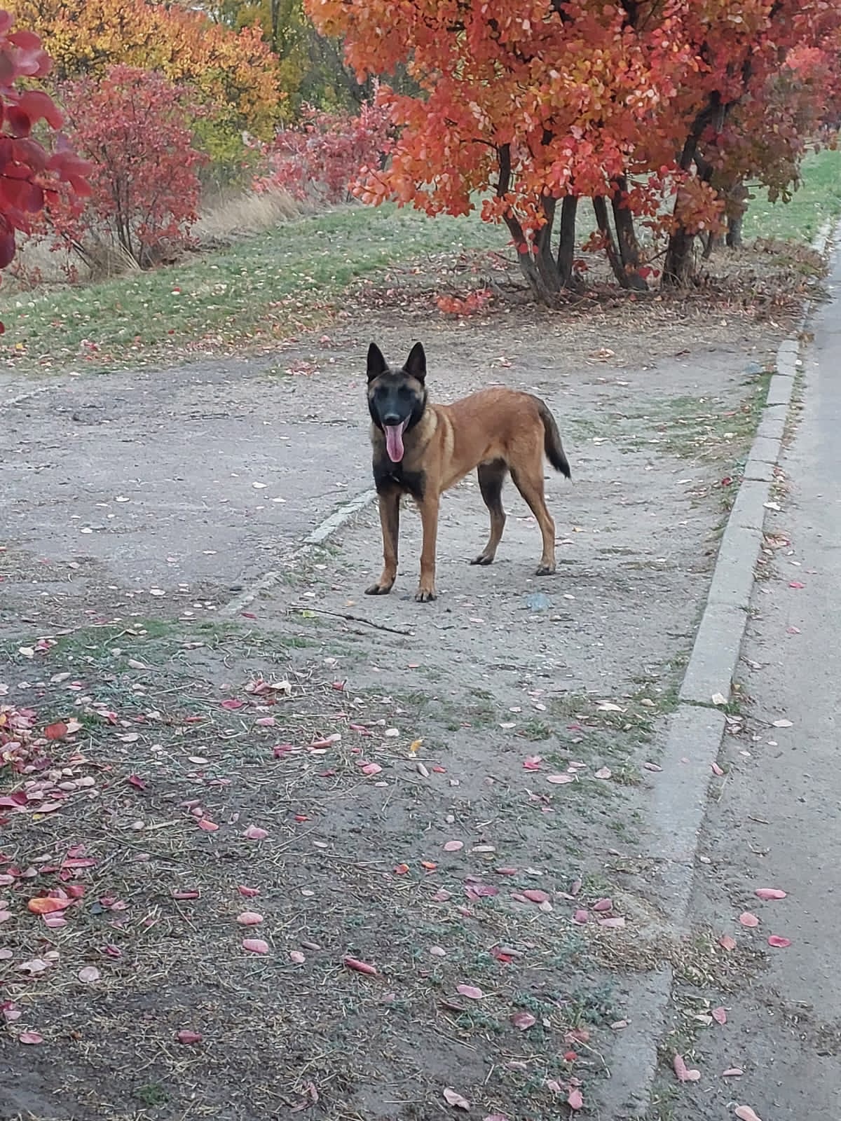 Малінуа « Річі»