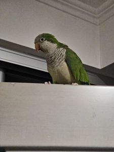 Отдам в добрые руки