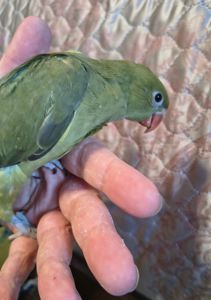 Домашні малюки ожерелових папуг