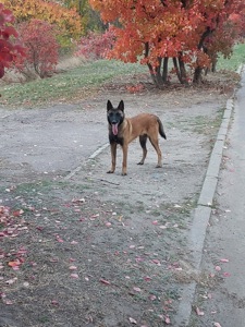 Малінуа « Річі»