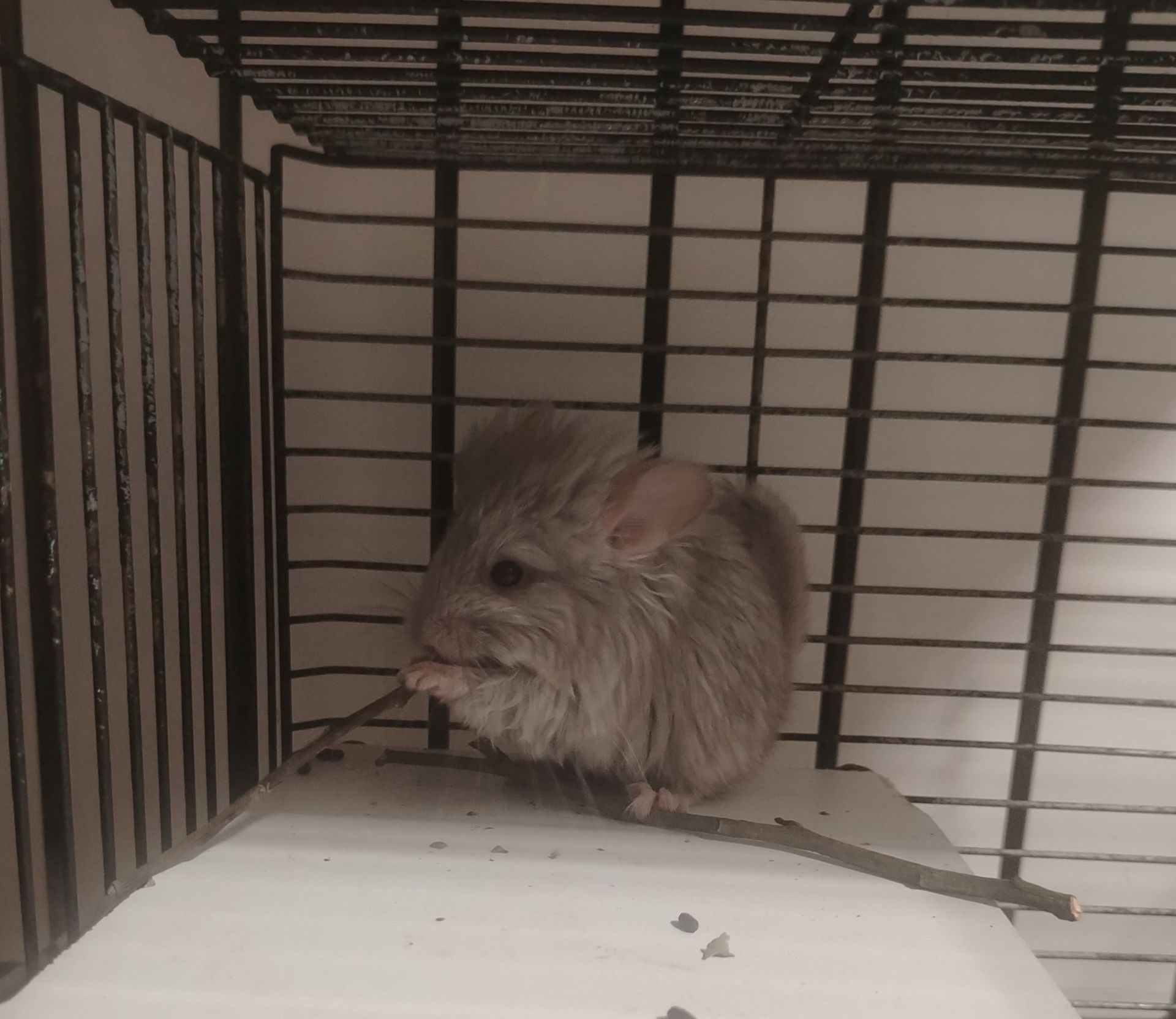 Шиншила дівчинка