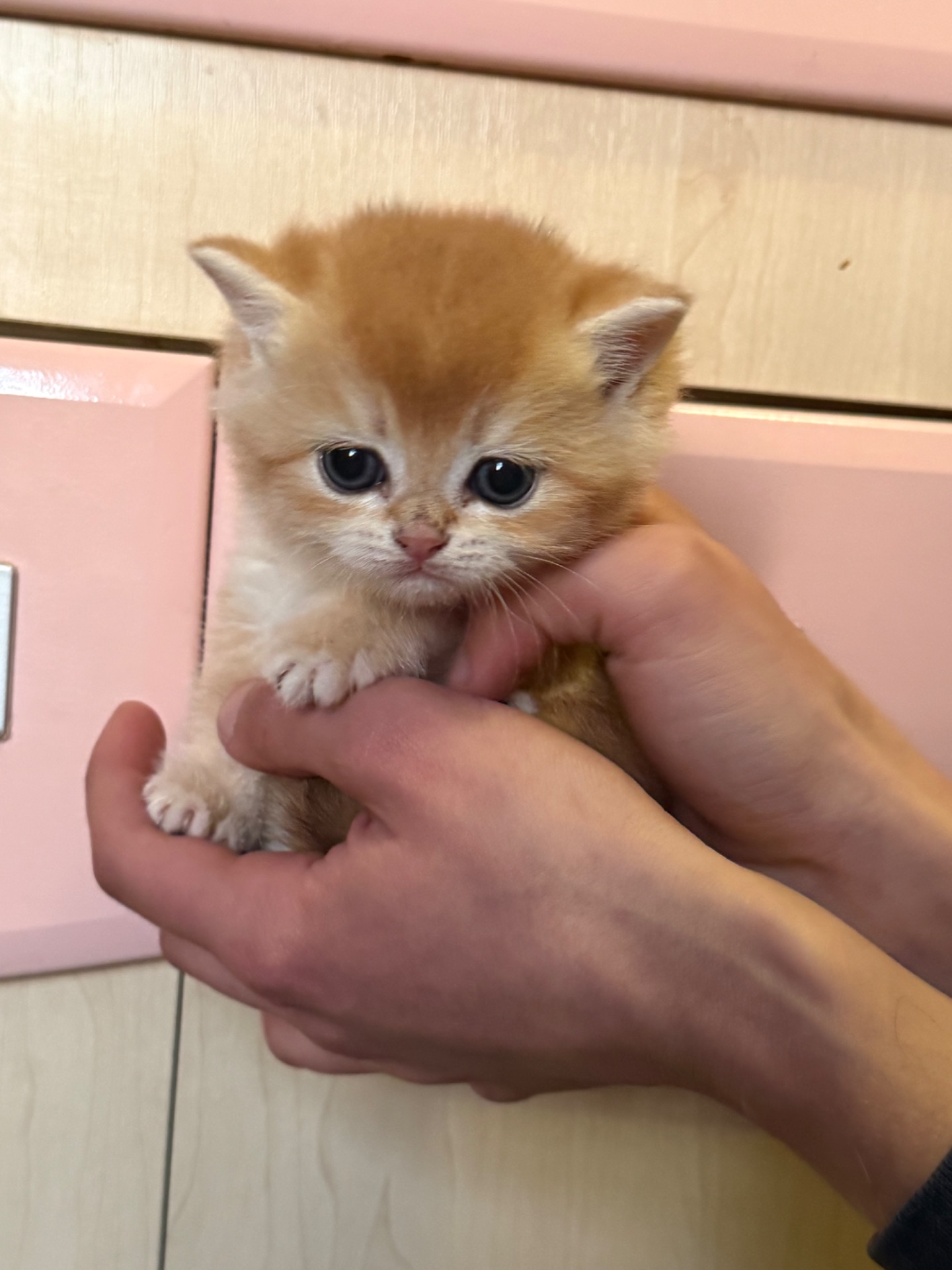 Золоті кошенята шотландської прямовухої породи