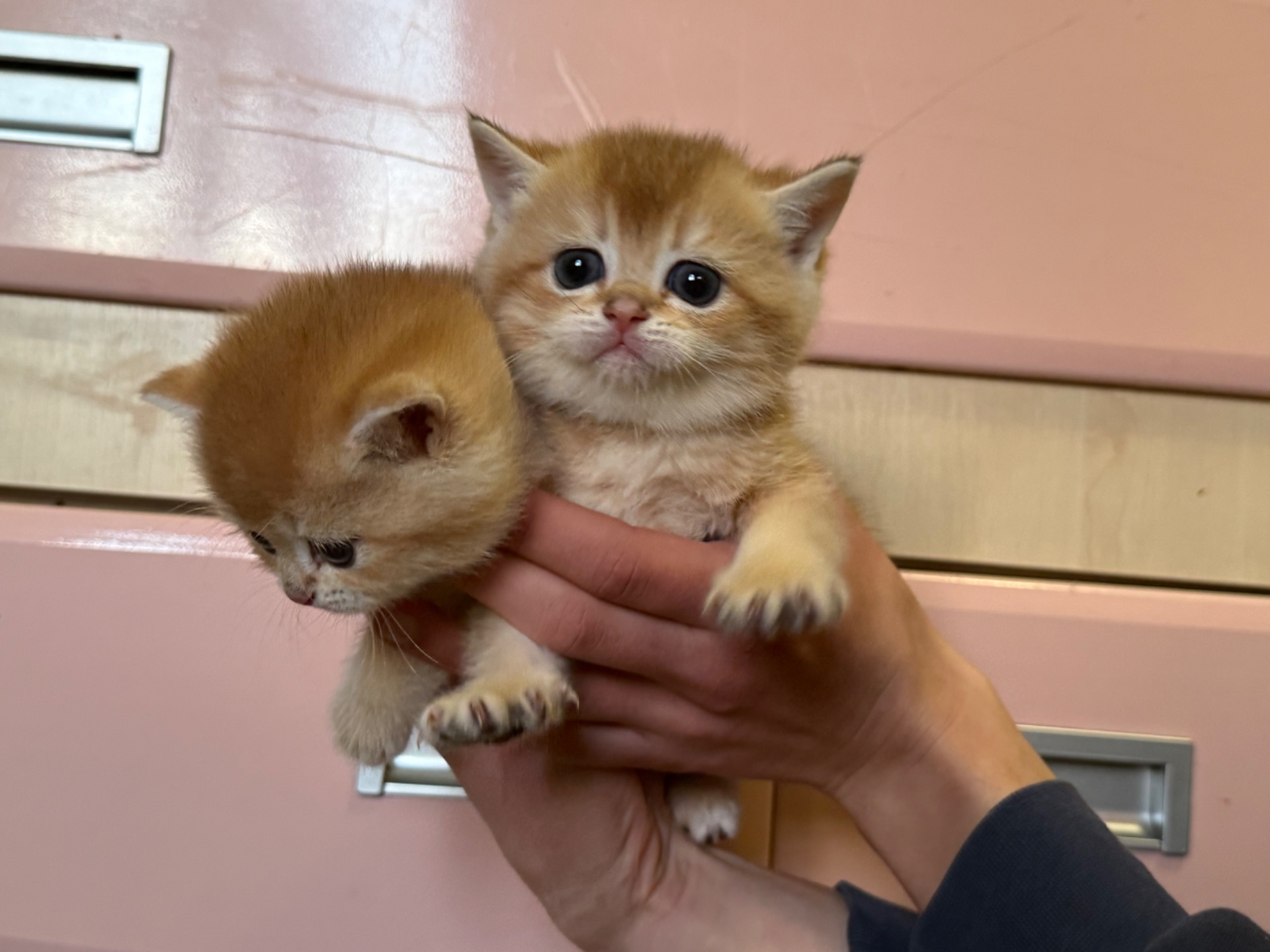 Золоті кошенята шотландської прямовухої породи