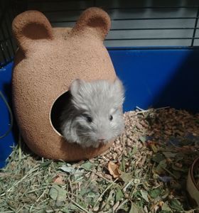 Шиншила дівчинка