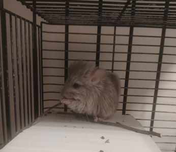 Шиншила дівчинка