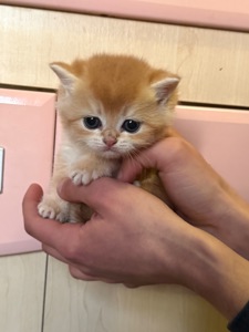 Золоті кошенята шотландської прямовухої породи