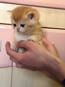 Милі кошенята Scottish Straight золота шиншила