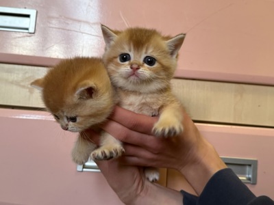 Золоті кошенята шотландської прямовухої породи