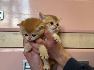 Милі кошенята Scottish Straight золота шиншила