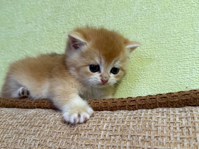 Золоті кошенята шотландської прямовухої породи